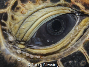 Eye of a green turtle with barnacles attached by Joerg Blessing 